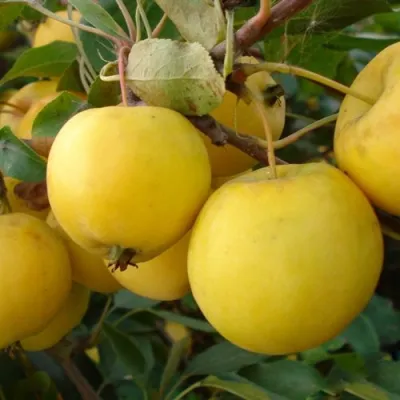 Яблоня УРАЛЬСКОЕ НАЛИВНОЕ в Истре