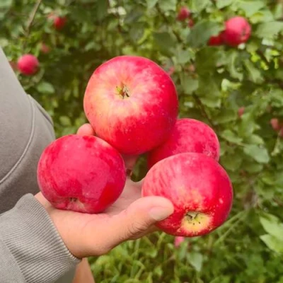 Яблоня АКСЕНА в Истре