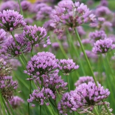 Лук угловатый в Истре