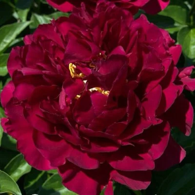 Пион ОЛД ФЕЙТФУЛ травянистый в Истре