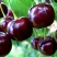 Дюк ЧУДО-ВИШНЯ в Истре