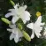Лилия ААРОН азиатская махровая в Истре