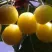 Черешня ЧЕРМАШНАЯ в Истре