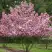 Яблоня РУДОЛЬФ декоративная  в Истре