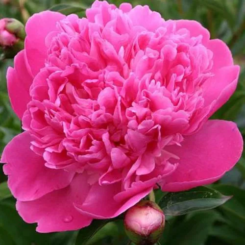 Пион ЭДУЛИС СУПЕРБА травянистый  Пион ЭДУЛИС СУПЕРБА травянистый в Истре