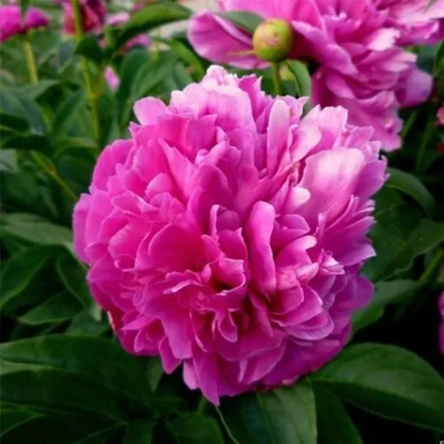 Пион ФЕЛИКС КРАУССЕ травянистый  Пион ФЕЛИКС КРАУССЕ травянистый в Истре