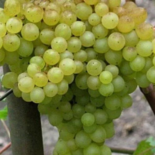 Виноград КИШМИШ 342 в Истре