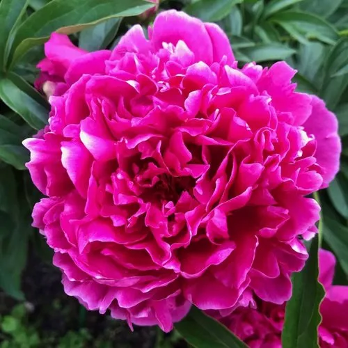 Пион КАРЛ РОЗЕНФЕЛЬД травянистый  Пион КАРЛ РОЗЕНФЕЛЬД травянистый в Истре