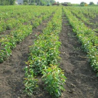 Подвой груши ДИКАЯ ГРУША  Подвой груши ДИКАЯ ГРУША в Истре