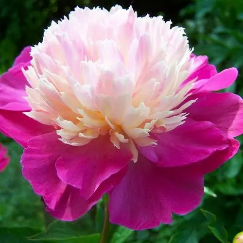 Пион ГЕЙ ПАРИ травянистый  Пион ГЕЙ ПАРИ травянистый в Истре