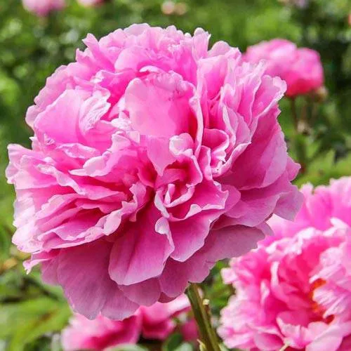 Пион АЛЕКСАНДР ФЛЕМИНГ травянистый  Пион АЛЕКСАНДР ФЛЕМИНГ травянистый в Истре