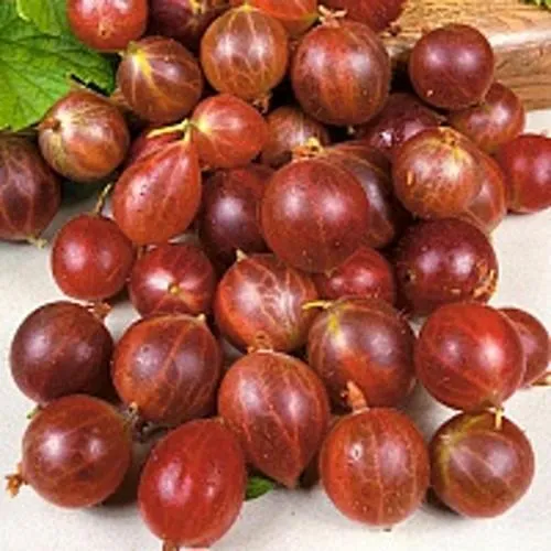 Крыжовник ОЛАВИ (ХИННОНМАЕН ПУНАЙНЕН) в Истре