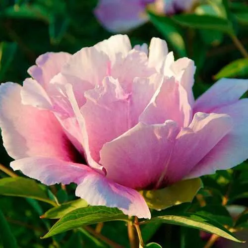 Пион ВРАТА ХРАМА древовидный   Пион ВРАТА ХРАМА древовидный  в Истре