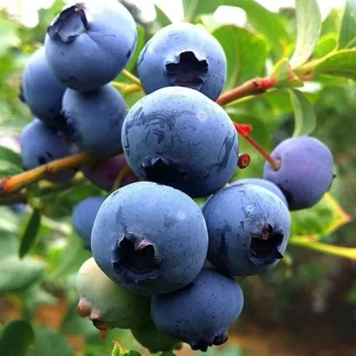 Голубика ДЮК в Истре