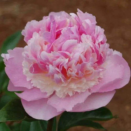 Пион ЭНДЖЕЛ ЧИКС травянистый  Пион ЭНДЖЕЛ ЧИКС травянистый в Истре