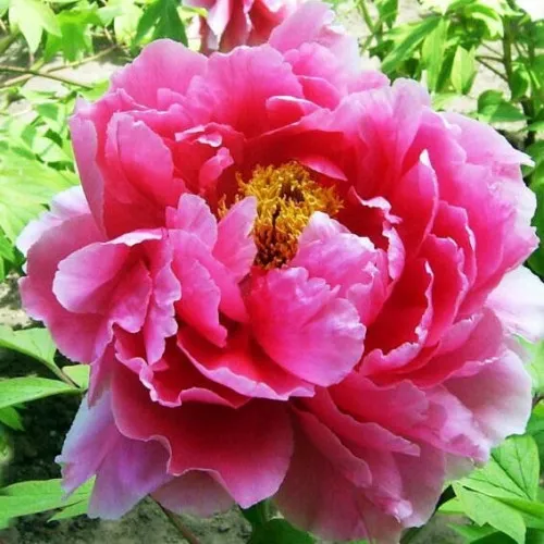 Пион ВОСХОД СОЛНЦА древовидный  Пион ВОСХОД СОЛНЦА древовидный в Истре