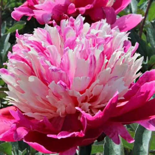 Пион ДЕЙДРИМ травянистый  Пион ДЕЙДРИМ травянистый в Истре