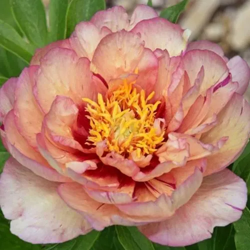 Пион КЭЛЛИС МЕМОРИ ито-гибрид  Пион КЭЛЛИС МЕМОРИ ито-гибрид в Истре