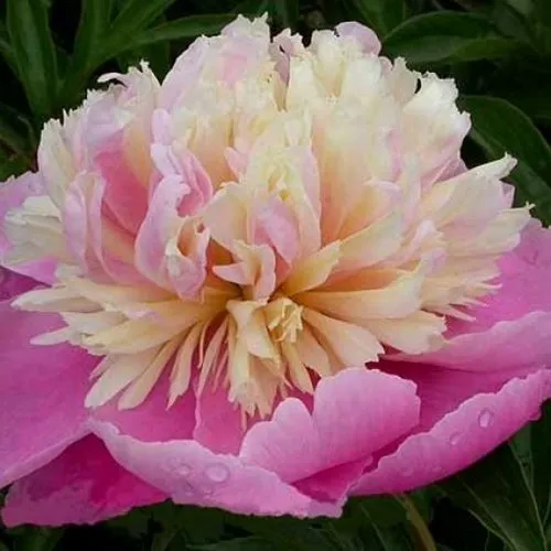 Пион ВЕСЕННЯЯ ПАЛИТРА травянистый  Пион ВЕСЕННЯЯ ПАЛИТРА травянистый в Истре