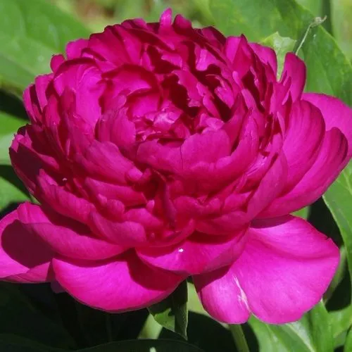 Пион БАРХАТ НОЧИ травянистый  Пион БАРХАТ НОЧИ травянистый в Истре