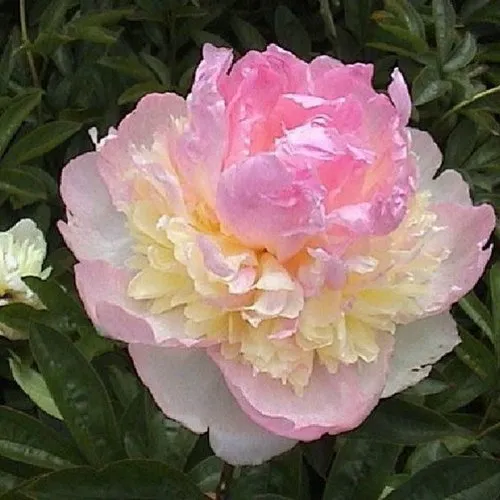 Пион РАСБЕРРИ САНДЕЙ травянистый  Пион РАСБЕРРИ САНДЕЙ травянистый в Истре