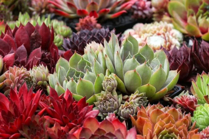 Обновление ассортимента саженцев молодило на осень 2025 года Обновление ассортимента саженцев молодило на осень 2025 года