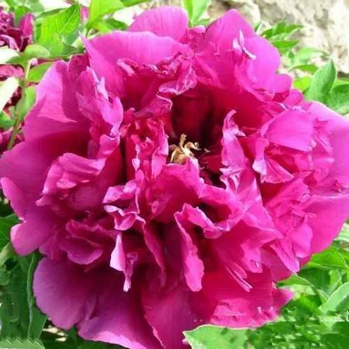 саженцы пиона саженцы пиона