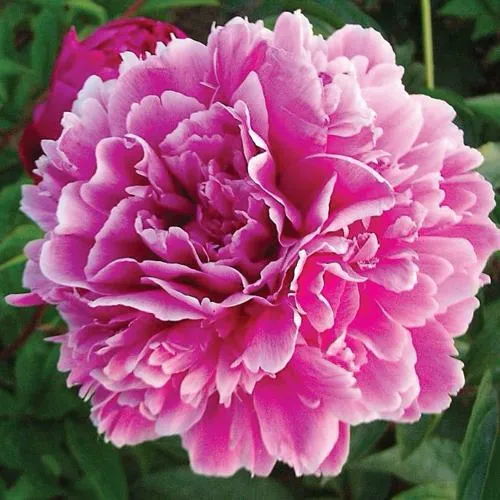 Пион ПУРПУРНАЯ ФЕЕРИЯ травянистый  Пион ПУРПУРНАЯ ФЕЕРИЯ травянистый в Истре