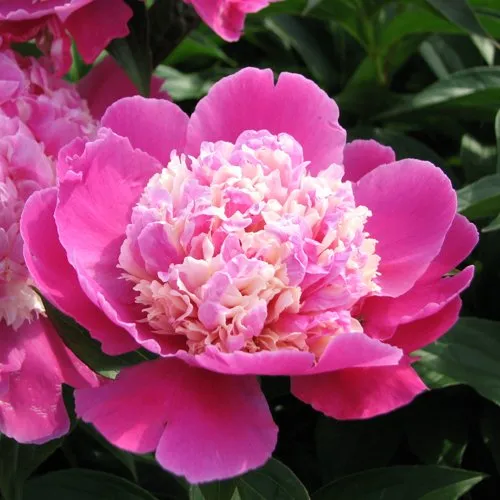 Пион КОРА СТАББС травянистый  Пион КОРА СТАББС травянистый в Истре