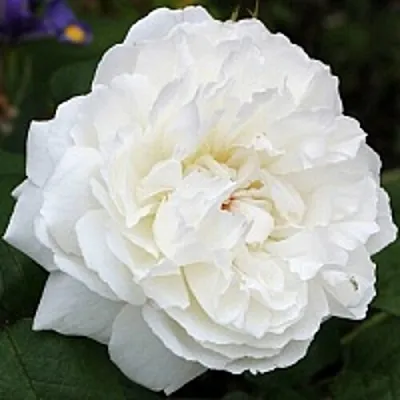 Саженцы роз ВИНЧЕСТЕР КАФЕДРАЛ английская  Саженцы роз ВИНЧЕСТЕР КАФЕДРАЛ английская в Истре