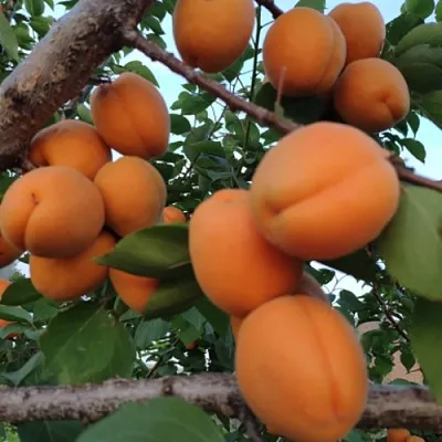 Абрикос ГОЛД РИЧ в Истре