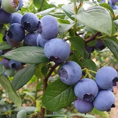 Голубика БЛЮГОЛД  Голубика БЛЮГОЛД в Истре