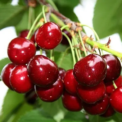 Черешня МИНЧАНКА  Черешня МИНЧАНКА в Истре