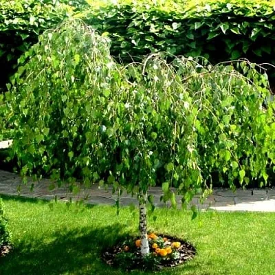 Береза  Береза в Истре