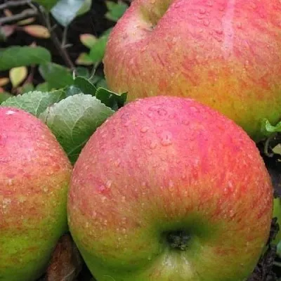 Яблоня ЯБЛОЧНЫЙ СПАС  Яблоня ЯБЛОЧНЫЙ СПАС в Истре