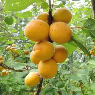 Абрикос ДЕСЕРТНЫЙ ГОЛУБЕВА — описание сорта Абрикос ДЕСЕРТНЫЙ ГОЛУБЕВА в Истре