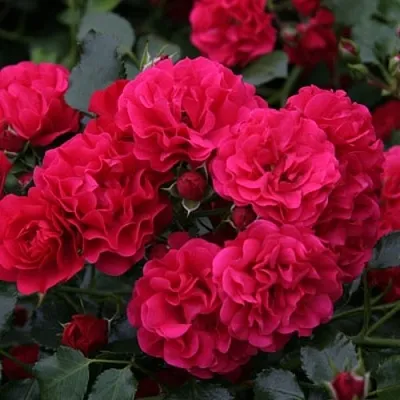 Саженцы роз РАДОСТЬ САДОВНИКА (ГАРТЕН ФРОЙДЕ) почвопокровная  Саженцы роз РАДОСТЬ САДОВНИКА (ГАРТЕН ФРОЙДЕ) почвопокровная в Истре