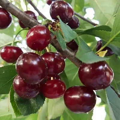 Дюк СЛАВЯНКА  Дюк СЛАВЯНКА в Истре