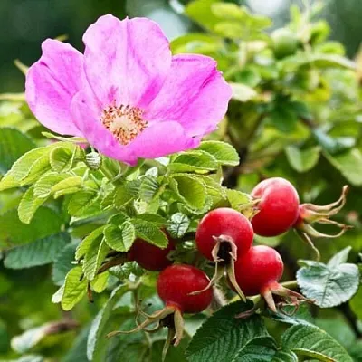 Шиповник   Шиповник  в Истре