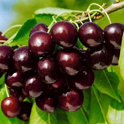 Черешня ВИТЯЗЬ  Черешня ВИТЯЗЬ в Истре