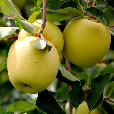 Яблоня ГОЛДЕН ВЛАДИМИРСКИЙ в Истре