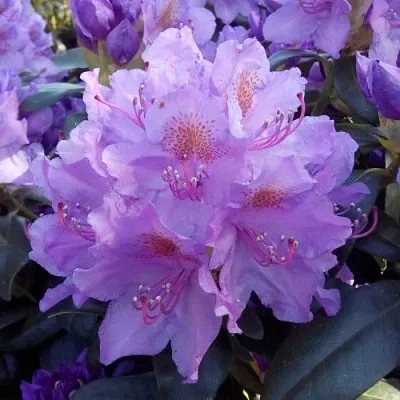 Рододендрон в Истре