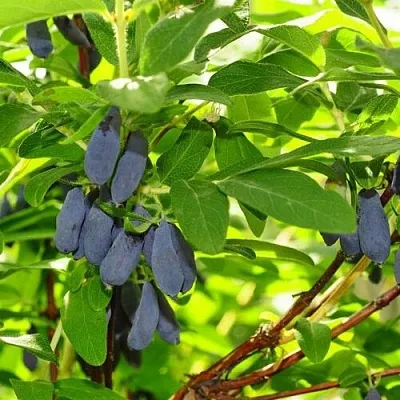 Жимолость съедобная ЛЕБЁДУШКА  Жимолость съедобная ЛЕБЁДУШКА в Истре