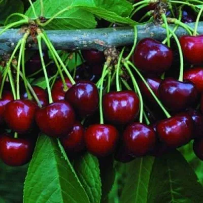 Черешня ВЕДА  Черешня ВЕДА в Истре