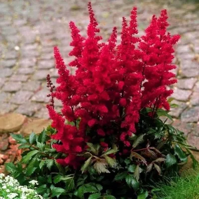 Астильба ГЛАТ Арендса — описание сорта Астильба ГЛАТ Арендса в Истре