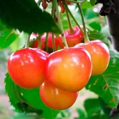 Черешня ДОНЧАНКА  Черешня ДОНЧАНКА в Истре