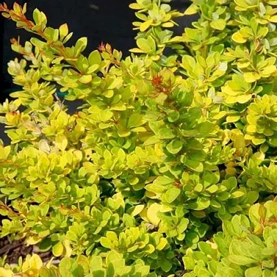 Барбарис СЕНСЕЙШЕН тунберга  Барбарис СЕНСЕЙШЕН тунберга в Истре