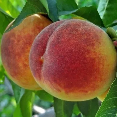 Персик НОВОСЕЛКОВСКИЙ — описание сорта Персик НОВОСЕЛКОВСКИЙ в Истре