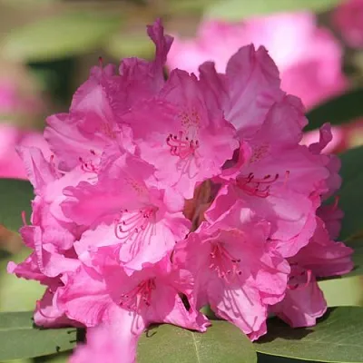 Рододендрон ЛУМИНА в Истре