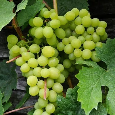 Виноград АЛЕШЕНЬКИН  Виноград АЛЕШЕНЬКИН в Истре